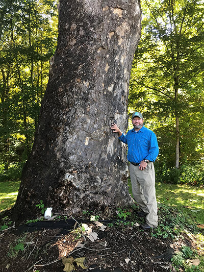 Sam Schneski, Vermont Department of Forests, Parks and Recreation, took the official measurements of a 92-foot-tall sycamore in Harmonyville, the biggest of its species in the state. Photo by Vermont Urban and Community Forestry 