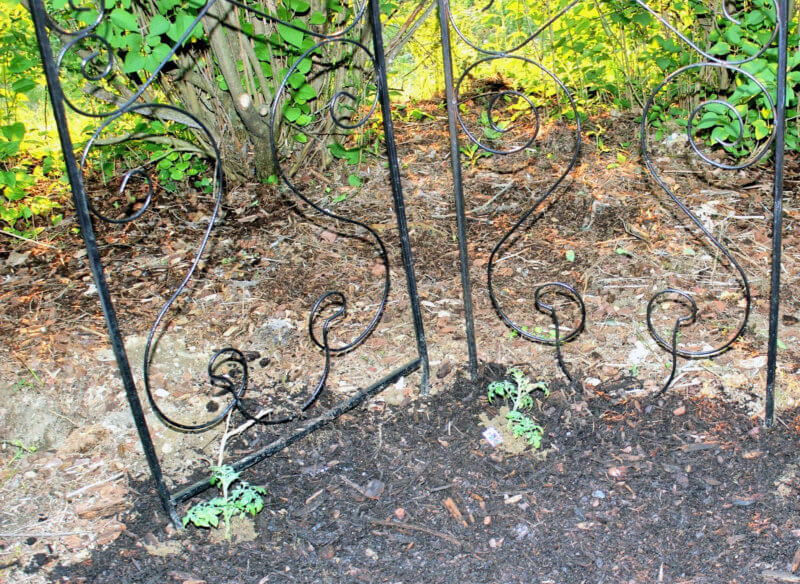 Photo by Deborah J. Benoit For vegetables, such as tomatoes, that require support, put the trellis or tomato cage in place at the time of planting.