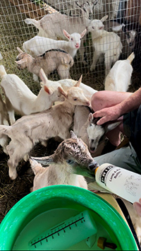 Photo by Mike Dunbar Baby goats jockey for a position at the bottle as Robert Mack feeds them.