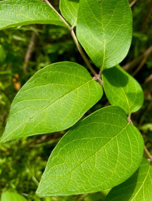 Honeysuckle (Lonicera spp)