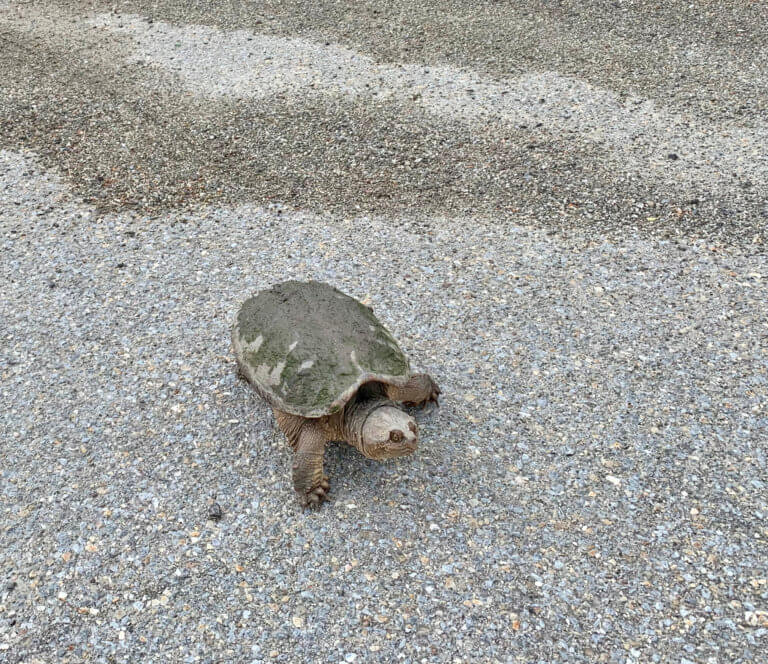 Slow turtle crossing