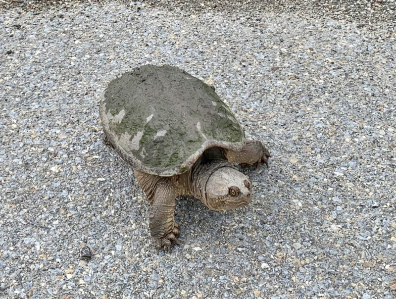This snapping turtle stopped all the traffic in Charlotte as it crossed Ferry Road headed from the post office to the fire department. Representatives of the two organizations — a postal worker and a fireman — helped nudge the 12-inch pedestrian along. Photographer Linda Gilbert said his nasty expression clearly communicates his displeasure at having his picture taken.