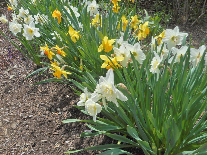 Photo by Deborah J. Benoit) Daffodils and other spring-flowering bulbs are the perfect choice for a cutting garden as they not only provide a beautiful outdoor springtime display but can be used for indoor flower arrangements.