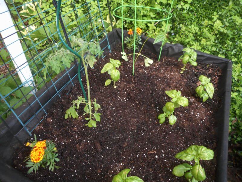 Photo by Deborah J. Benoit If space is an issue, tomato and pepper seedlings can be planted using vertical growing supports in an elevated garden, allowing room to include other crops such as basil and marigolds in a small-space garden.