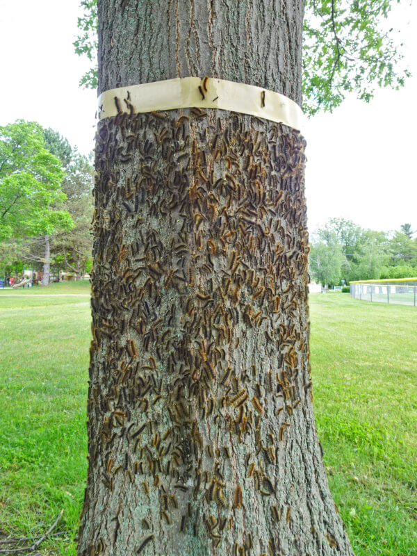 Photo by Sheri Larsen Spongy moth caterpillars trapped below a sticky band and ready for picking at Airport Park in Colchester.