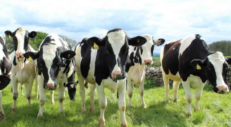 Free workshop focuses on calf and heifer management