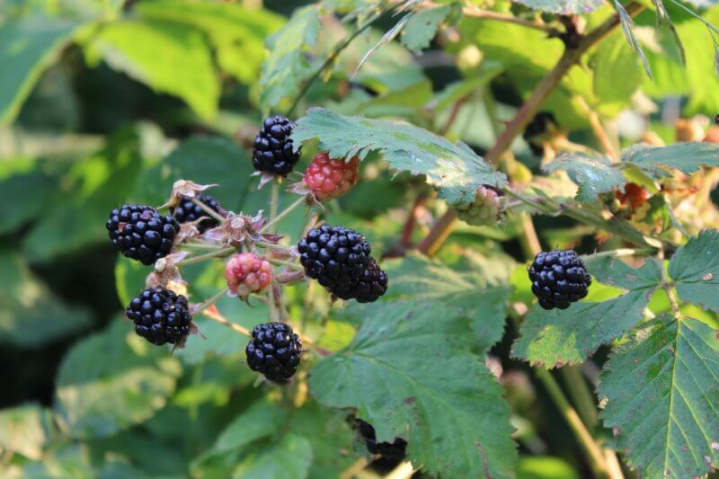 Photo by Deborah J. Benoit Blackberries are ripe for picking in August, whether from a backyard berry patch or a pick-your-own operation. 