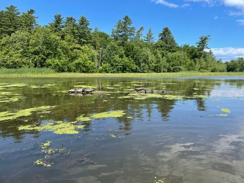 Photo by Portia Butrym. Seven northern map turtles bask on a log at the LaPlatte River wetlands.