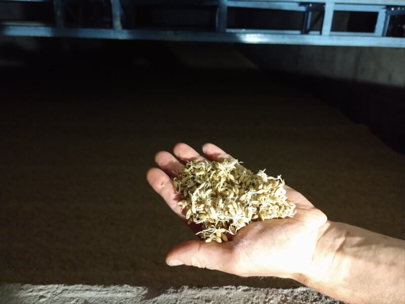 Photo by Juliann Phelps. A handful of germinated barley.