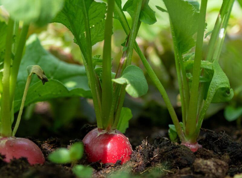 Photo by Michaela Wenzler/Pixabay Radishes and other quick-growing crops can be sown in August for harvest before cold weather brings the end to the growing season. 