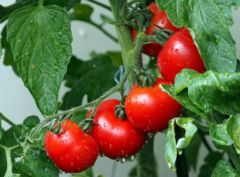 Photo by Kie-Ker/Pixabay One of the joys of August is tasting a plump, juicy tomato just picked from the garden. 