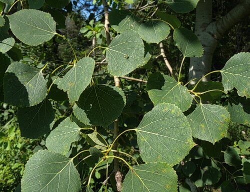 Populus tremuloides