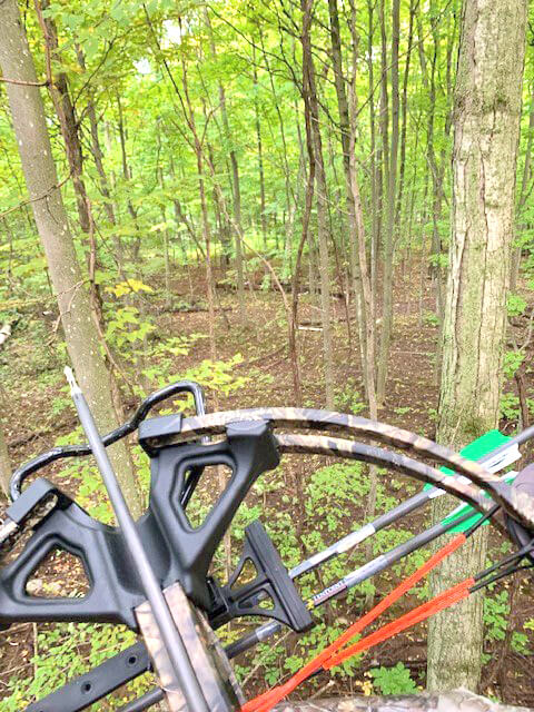 Photo by Bradley Carleton The view from the treestand.
