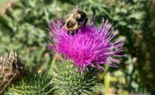 Photo by Laura Johnson. To gain enough body mass for winter survival, bees require a lot of pollen and nectar so leaving plants up far into the fall provides a good source of both.
