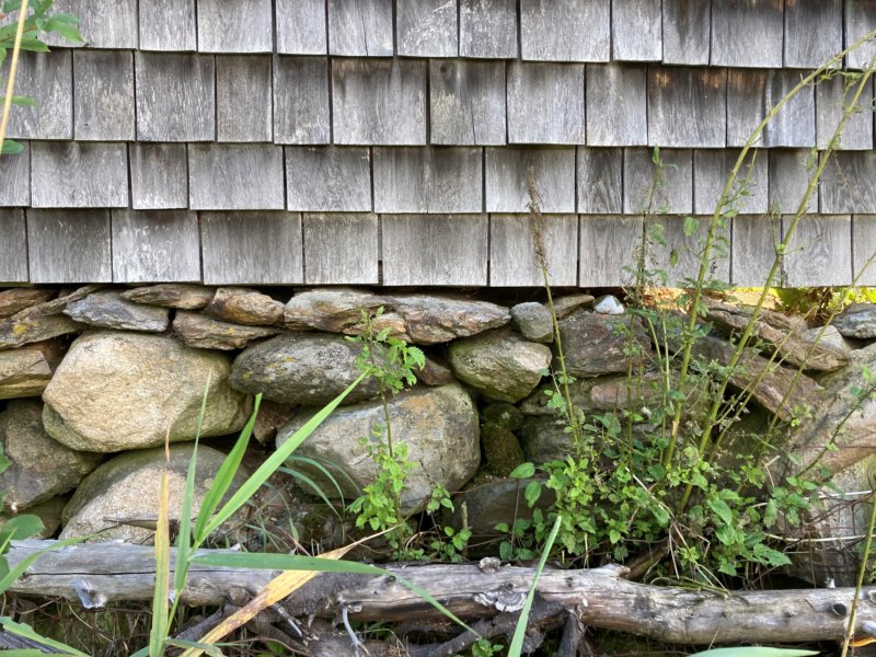 Photo by Laura Johnson. Man-made structures such as stone walls or old foundations provide protective cracks and crevices where bumblebees can find shelter.