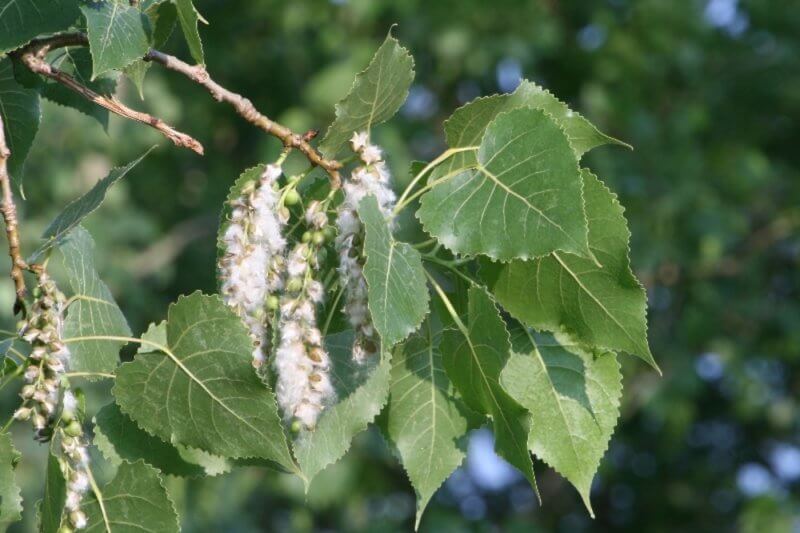 Populus deltoides)