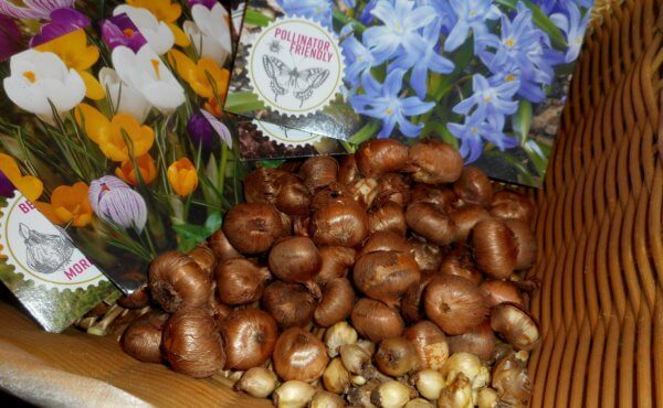 Crocus and glory-of-the-snow (Chionodoxa) bulbs are among the many spring-blooming miniature bulbs available for purchase at garden centers and other local retailers in the fall.