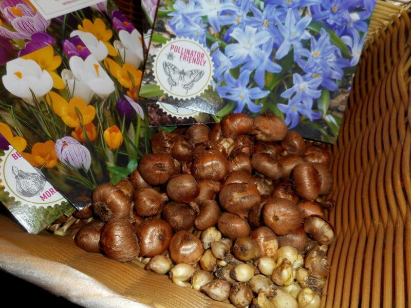 Crocus and glory-of-the-snow (Chionodoxa) bulbs are among the many spring-blooming miniature bulbs available for purchase at garden centers and other local retailers in the fall.