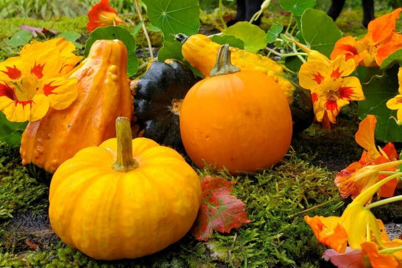 Photo by Andrea Knepper. Gourds come in a variety of shapes, sizes and colors, making them an ideal choice for both autumnal displays and crafts. 