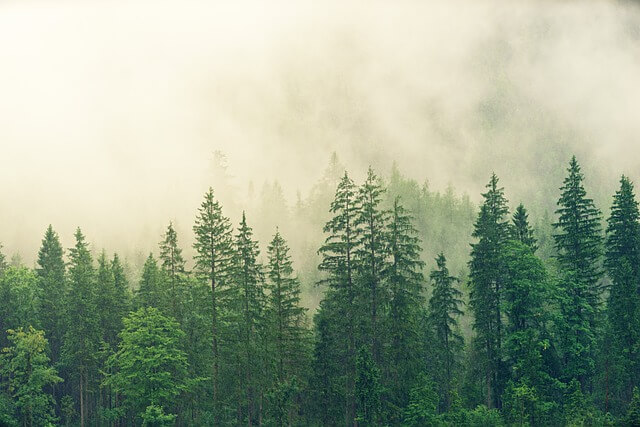 Image by Joe from Pixabay