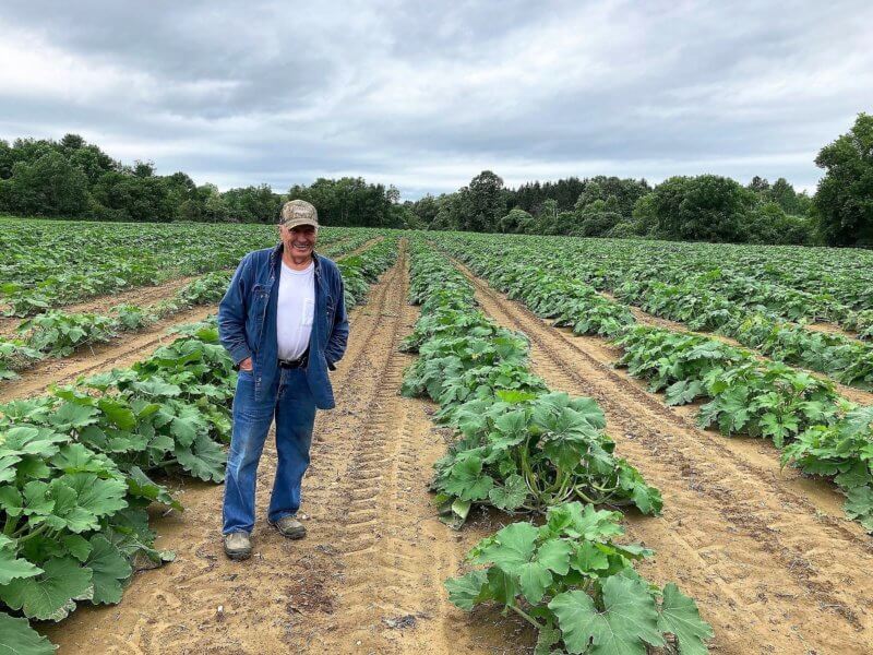Photo by Vern Grubinger. To get a good crop, pumpkin plants require a lot of care, such as these grown by Keith Armstrong at the Armstrong Farm in Bennington.