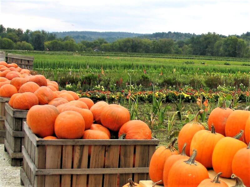 Photo by Vern Grubinger. Farms, pumpkin patches and other venues offer a delightful array of pumpkin sizes, colors and shapes for sale during the fall season.