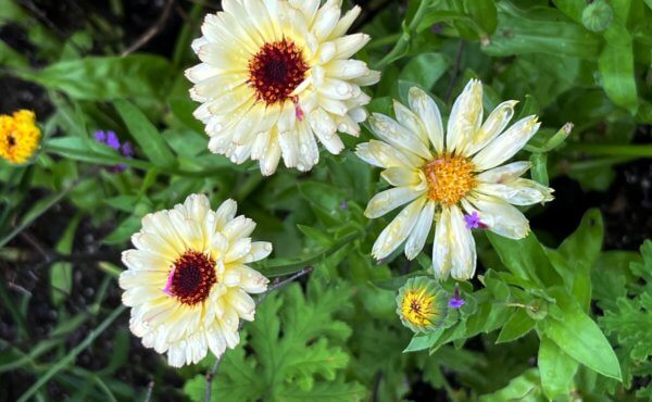 Photo by Nadie VanZandt. Many annuals, including calendula, will readily self-seed but also can be direct-sown in fall to bloom next spring.