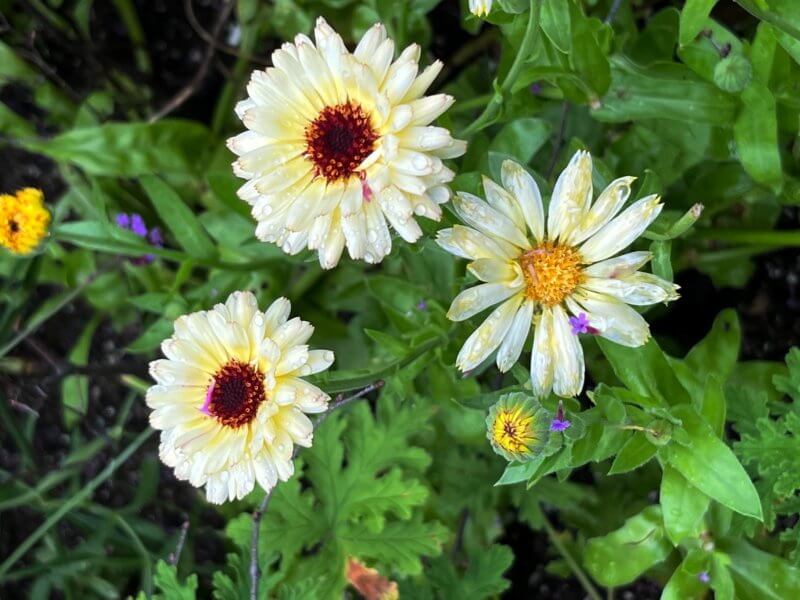 Photo by Nadie VanZandt. Many annuals, including calendula, will readily self-seed but also can be direct-sown in fall to bloom next spring.
