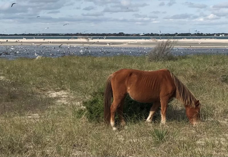 Photo by Tom Scatchard A wild pony on Shackleford Banks, N.C.