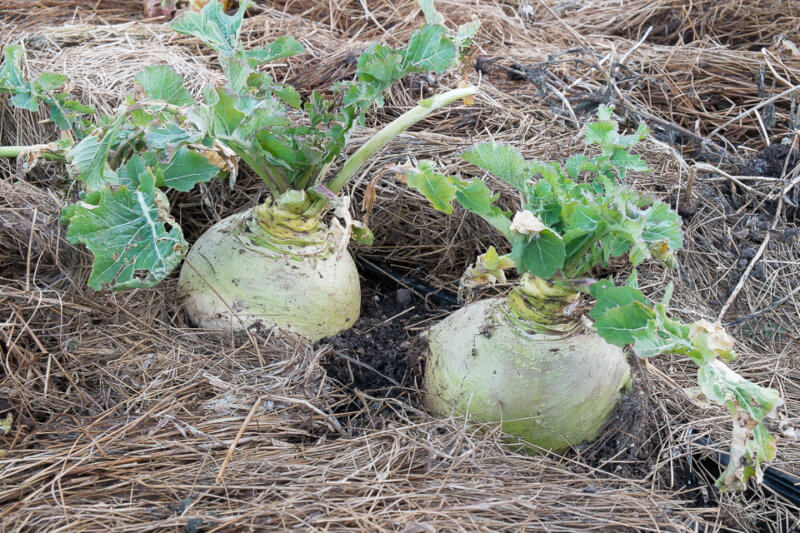 Photo by Lopez Island Kitchen Gardens In the late 1800s, John Gilfeather of Wardsboro was the first to grow the Gilfeather turnip.