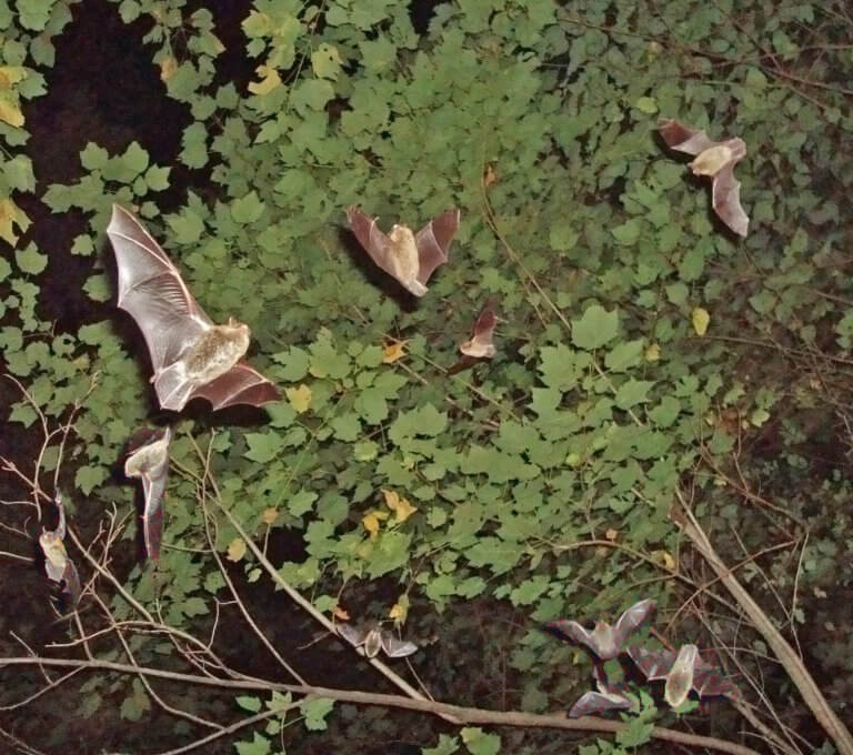 Managing for bats — an important member of the forest community