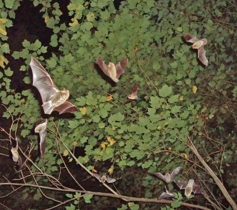 Photos by Alyssa Bennett Contrary to the story told in cartoons, bats also live in trees. Managing your forest for bats is important for the health and habitat of these valuable members of the ecosystem.