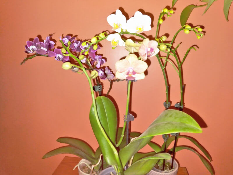 Photo by Deborah J. BenoitMoth orchids, which come in a variety of flower colors, shapes and sizes, can be enjoyed for years to come if given the proper care. Moth orchids do best when placed in a location with bright, indirect sunlight and temperatures between 65-75 degrees Fahrenheit.
