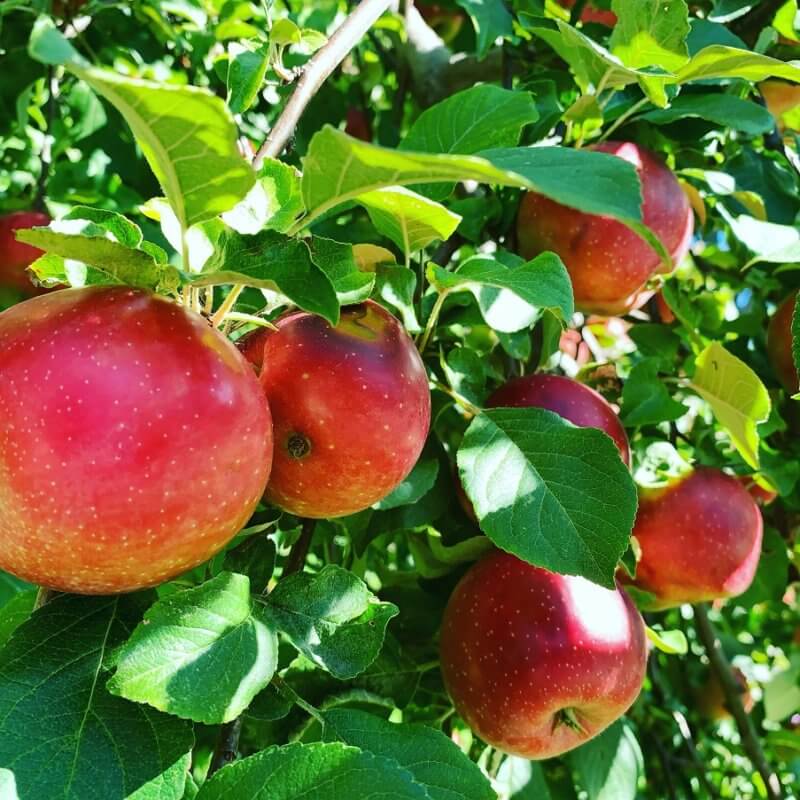 Courtesy photo Apples are one of the specialty crops that could qualify for a recently announced grant from the Vermont Agency of Agriculture.