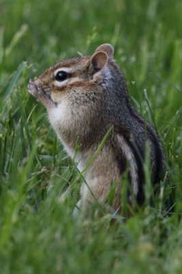 Photo by Gary Sturgis Both bold and shy chipmunks are important in the forest for a variety of plants and animals.