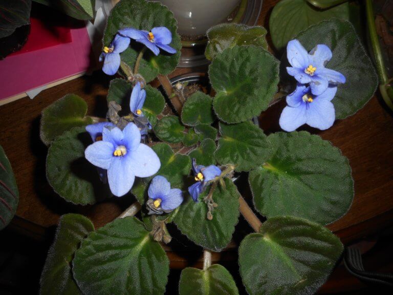 Growing African violets