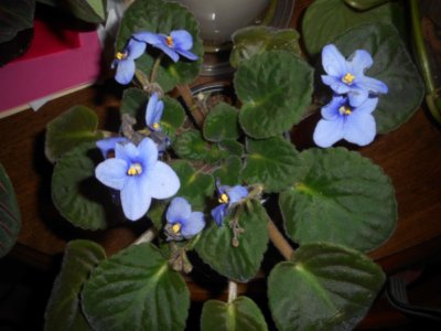 Photo by Deborah J. BenoitA native plant of Africa, African violets with their rosette of thick, fuzzy leaves and beautiful blooms are a popular houseplant.