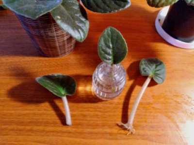 Photo by Deborah J. Benoit African violet leaves can be rooted by placing a leaf, with its stem submerged, in a container of room temperature water.