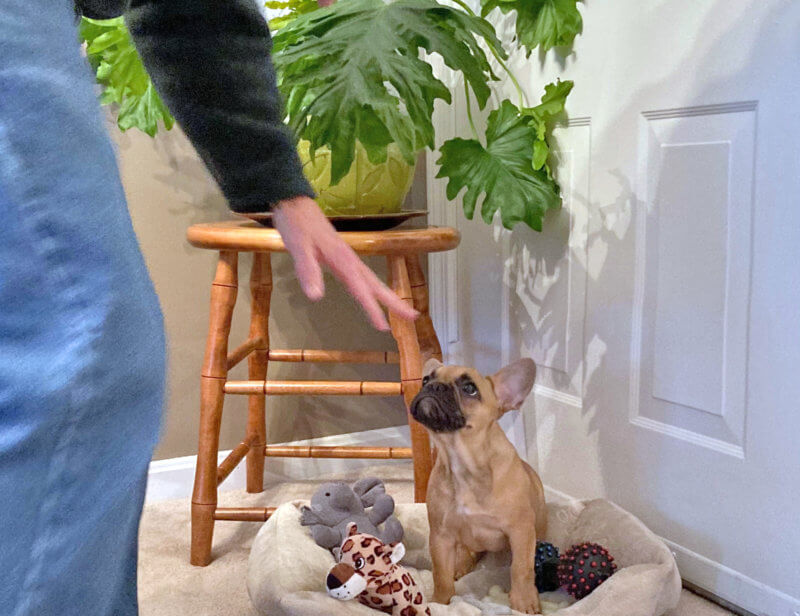Photo by Jodi LarisonPhilodendrons and other houseplants are toxic to puppies, so they need to be placed out of reach with a gentle reminder to not touch. 