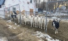 Photo by Scooter MacMillan On Feb. 13, the goats at Village Farm in Charlotte looked healthy and playful.