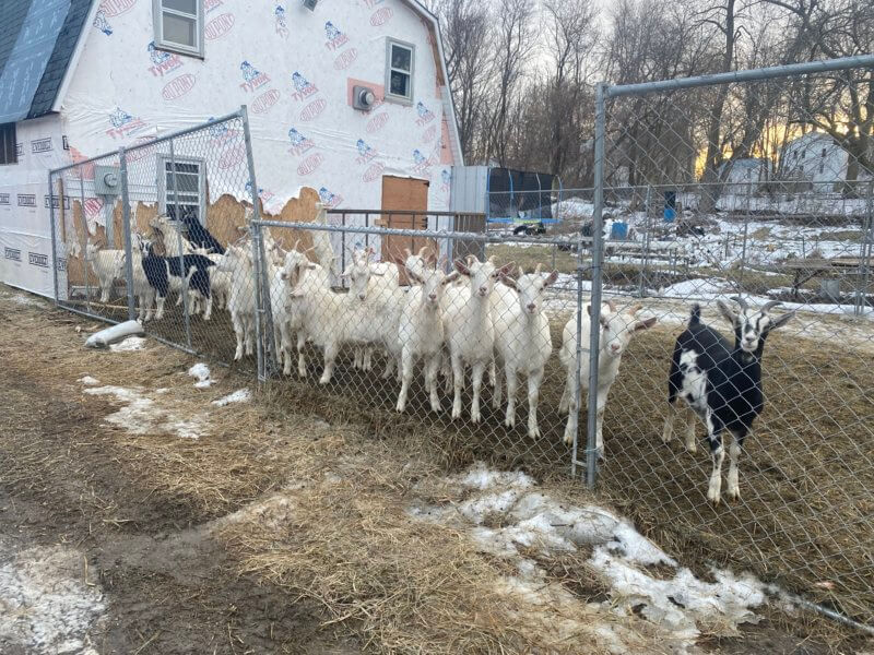 Photo by Scooter MacMillanOn Feb. 13, the goats at Village Farm in Charlotte looked healthy and playful.