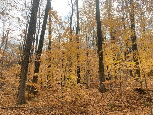 Courtesy photoA forest understory dominated by diseased beech clones. Once beech trees were massive, lived for 400-600 years and were 40-60 percent of all the trees in Chittenden County.