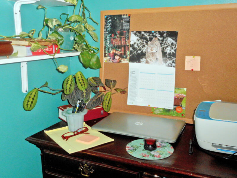 Photo by Deborah J. BenoitIncorporating houseplants, such as a prayer plant and golden pothos, into an office setting helps create a more pleasant work environment and reduce stress and elevate mood.
