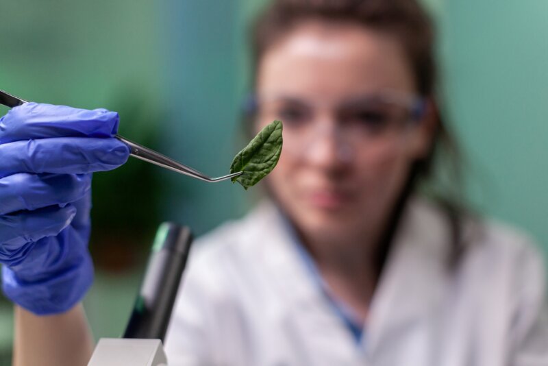 Photo by DCStudios/Freepik A scientist studies a green leaf from a crime scene before placing it under a microscope for further examination.