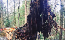 Courtesy photo A fallen hemlock tree in Westford.