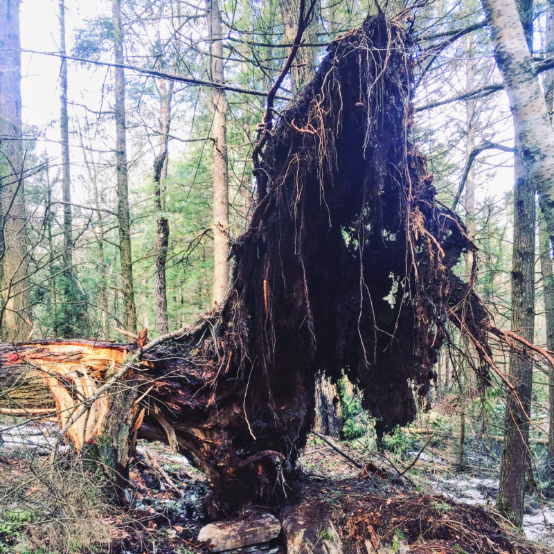 Courtesy photoA fallen hemlock tree in Westford.