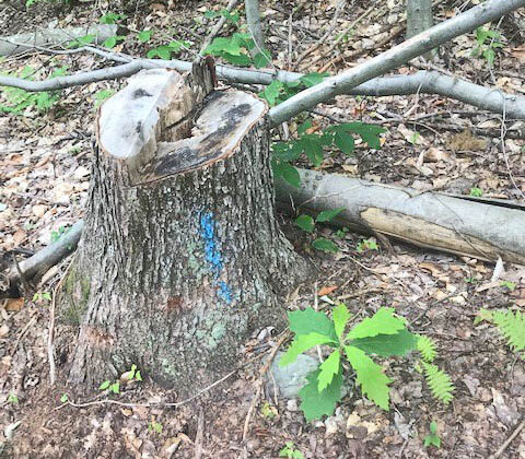 Photo by Ethan Tapper A red oak seedling sprouting next to a red maple stump.