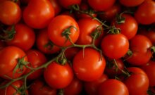 Photo by Tom Herman/Unsplash Tomatoes, which were first discovered growing wild in the Andes Mountains of South America, are the most popular home-grown vegetable crop in the United States today.