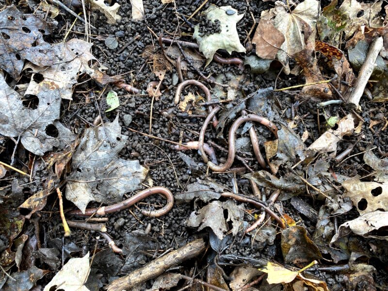 Photo by Josef Gorres An adult jumping worm, with its distinctive clitellum, the pale, flat band entirely encircling its body, can grow up to 8 inches long and 1/5- to 1/3-inches wide.