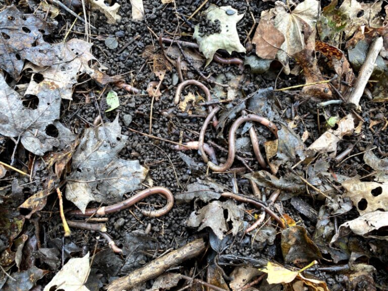 Invasion of the nutrient-depleting jumping worms